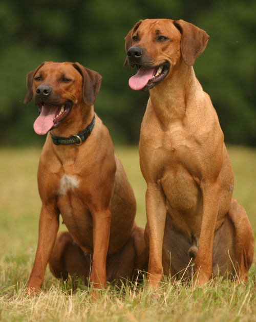 rhodesky-ridgeback-3