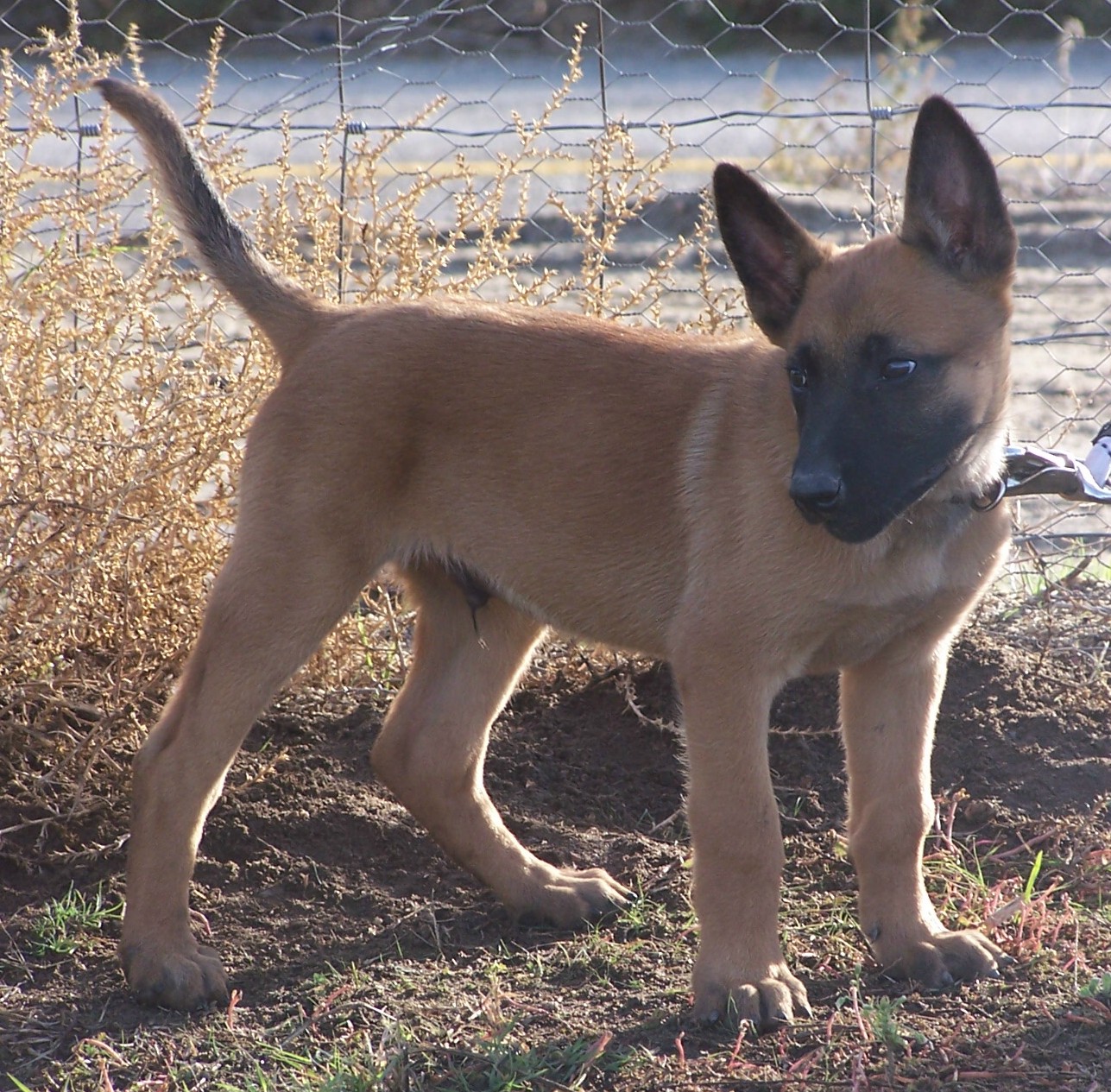 malinois-2