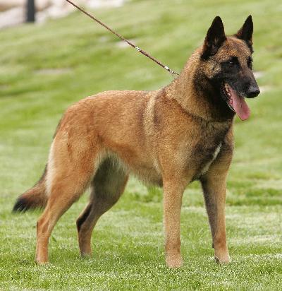 malinois-3