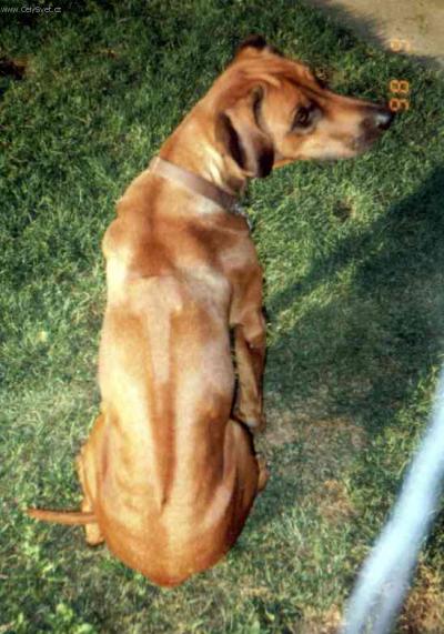 rhodesky-ridgeback-1