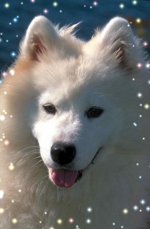 Samojed.jpg